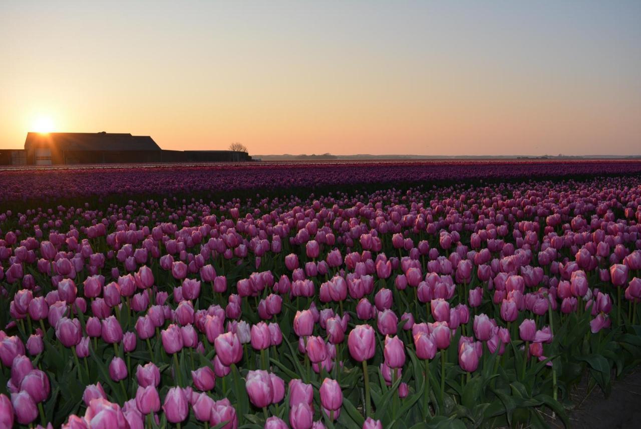 Camping De Tulpenweide Lege Kampeerplaats, Lege Plaats Op Het Gras Zonder Bed Breezand Extérieur photo