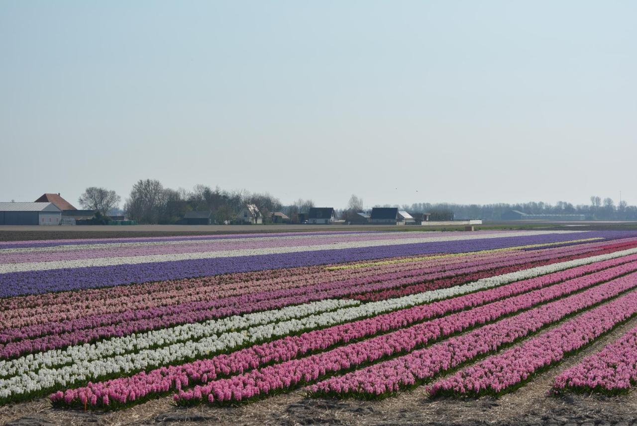 Camping De Tulpenweide Lege Kampeerplaats, Lege Plaats Op Het Gras Zonder Bed Breezand Extérieur photo